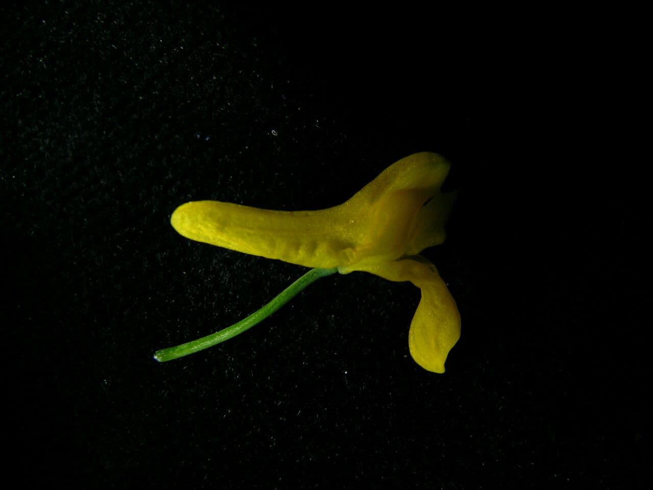 Fumaria 2
