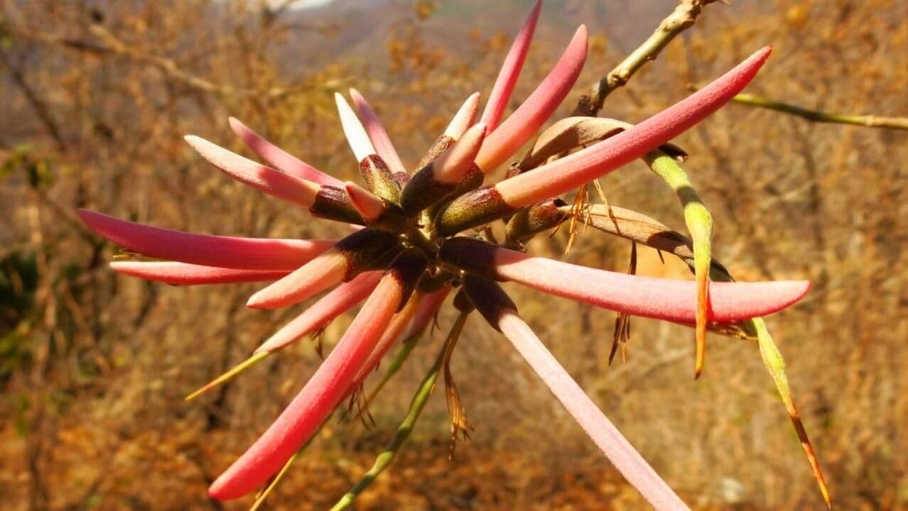 Erythrina 8