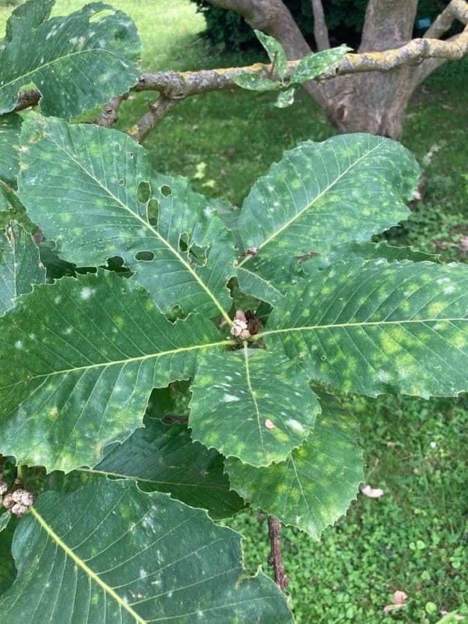 Quercia 12