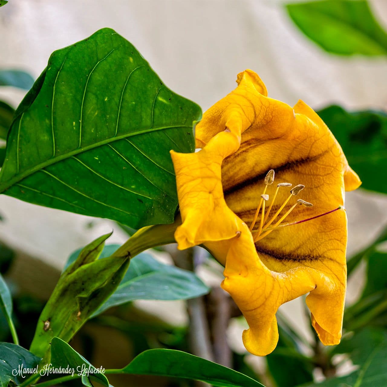 Solandra grandiflora 13