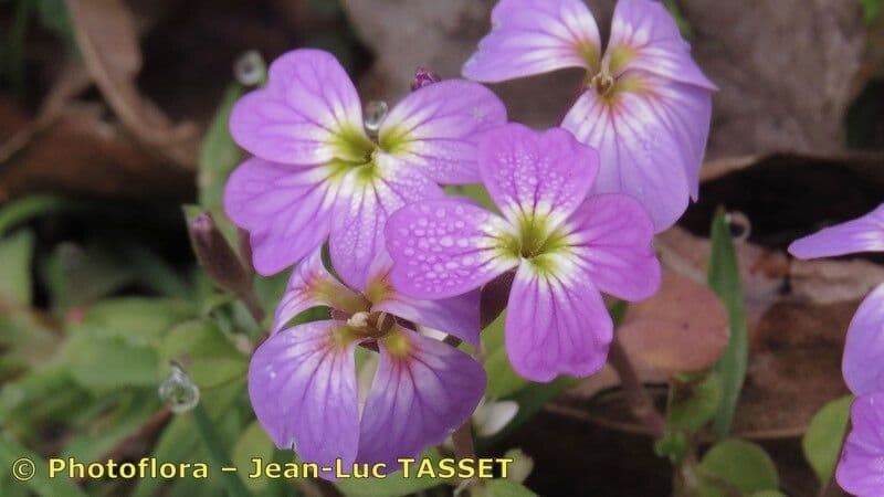 Malcolmia flexuosa 3