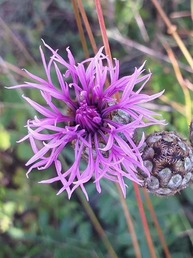 Centaurea vedovina 7