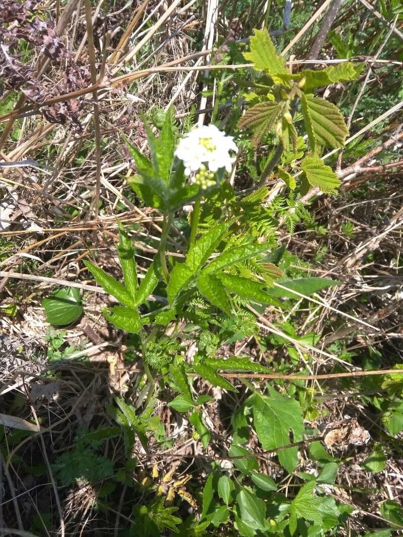 Cardamine bianca 3