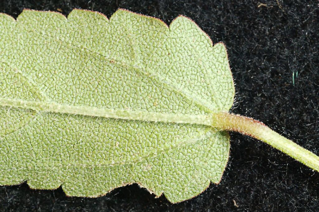 Sida spinosa 22