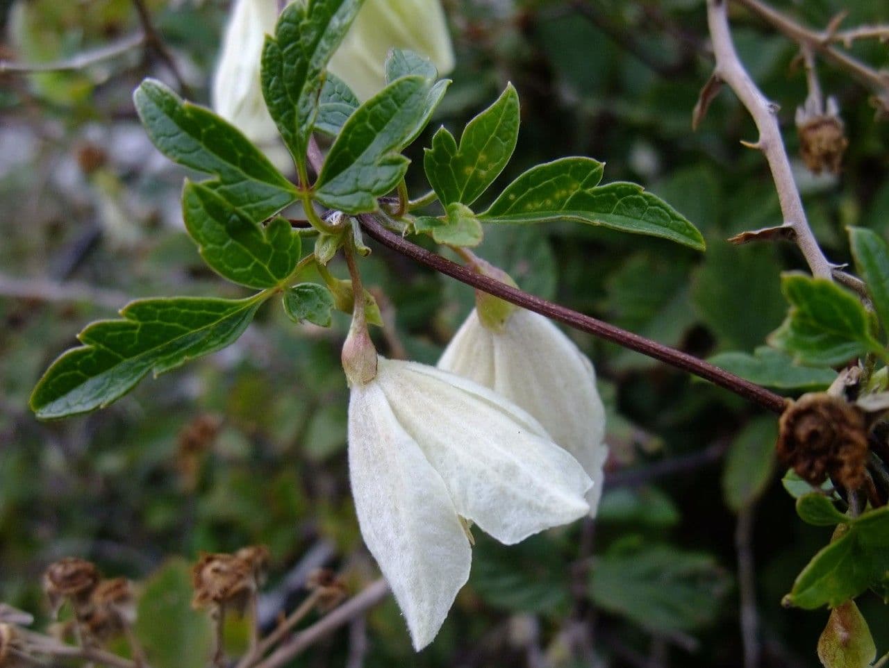 Clematis cirrhosa 11