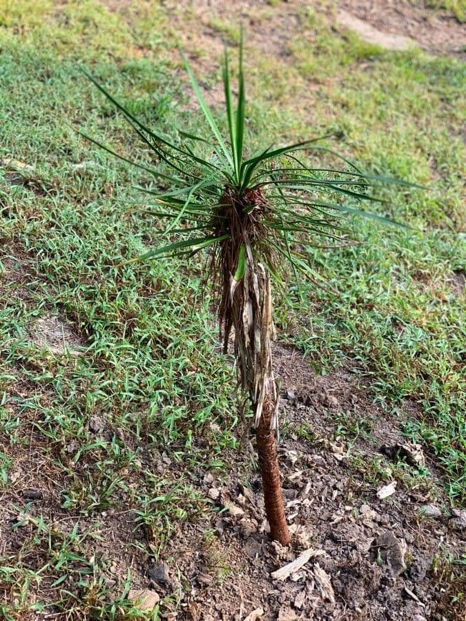 Yucca madrensis 9