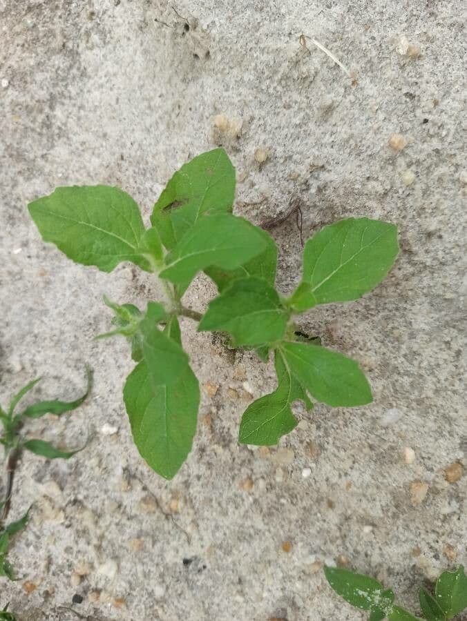 Acanthospermum 16
