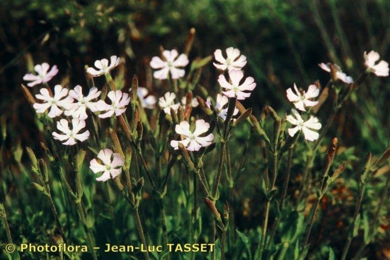 Silene requienii 2