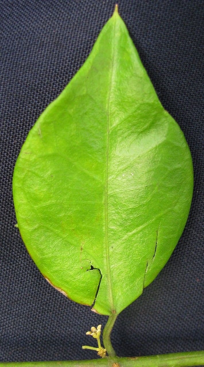 Tassadia 21