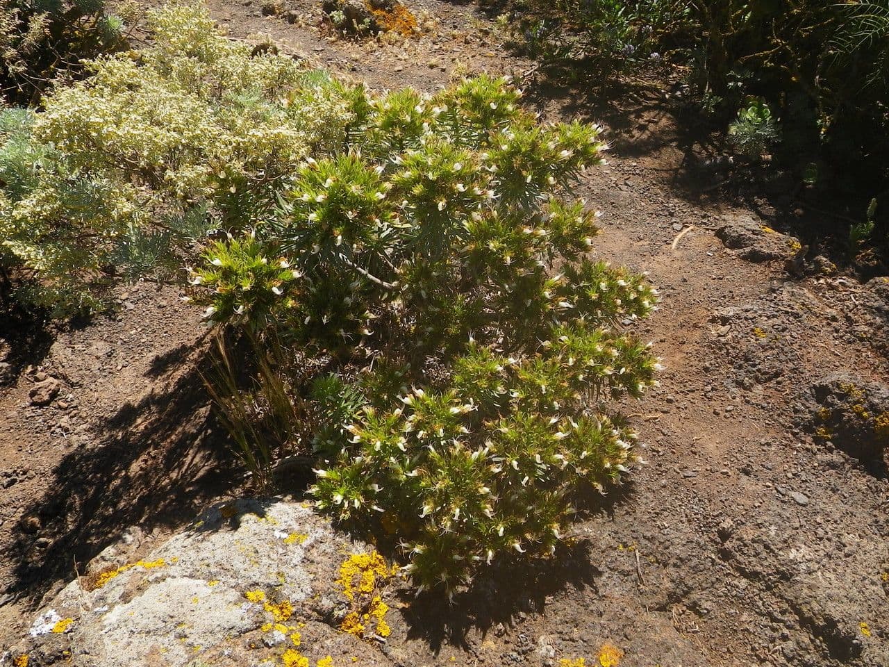 Echium ostny 9