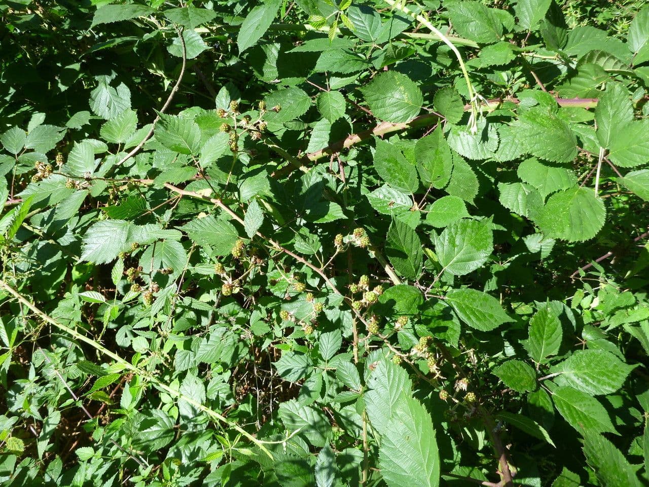Rovo 2
