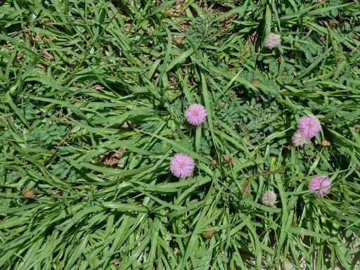 Mimosa quadrivalvis 6