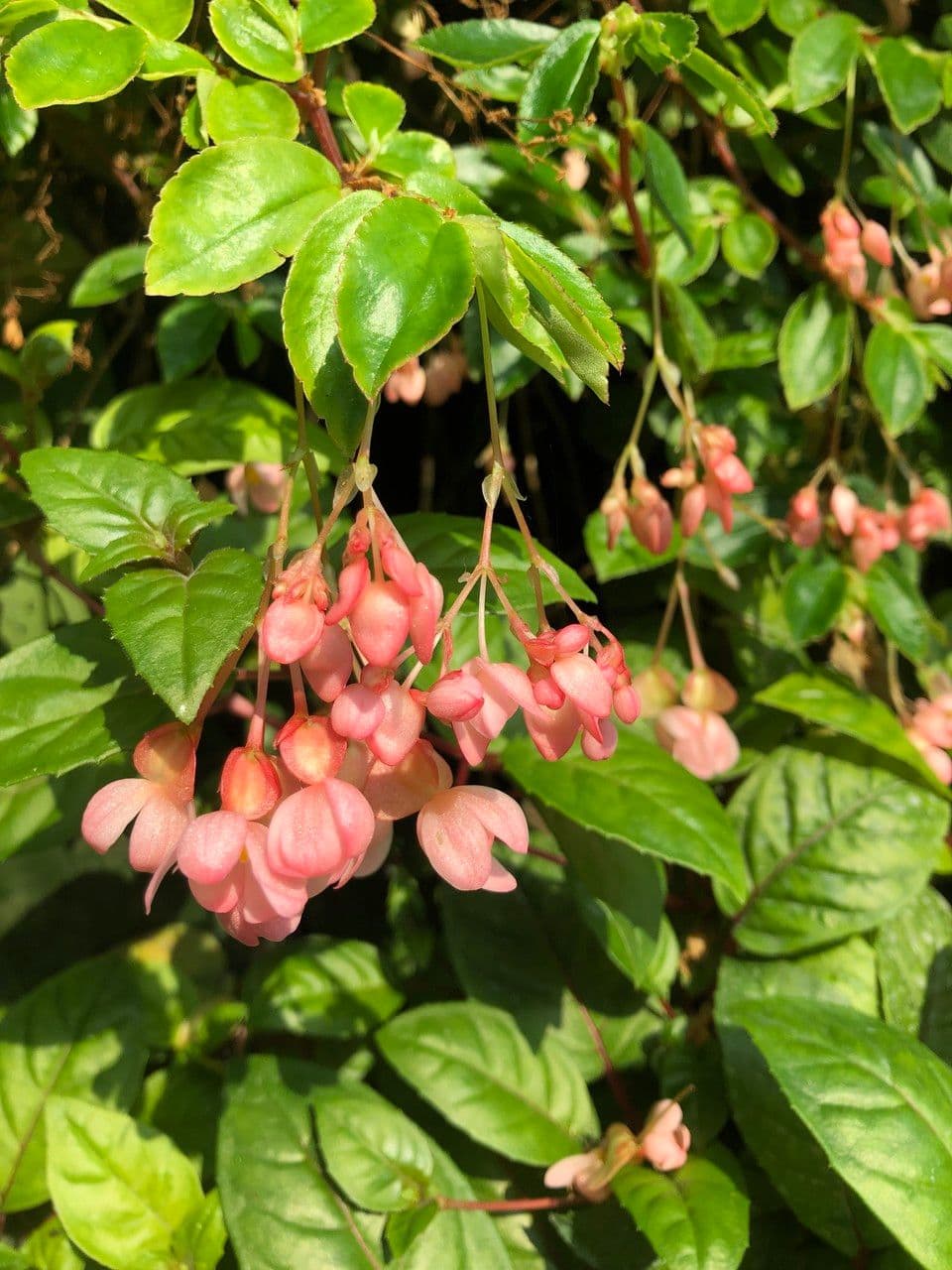 Fuchsienblättrige Begonie 15