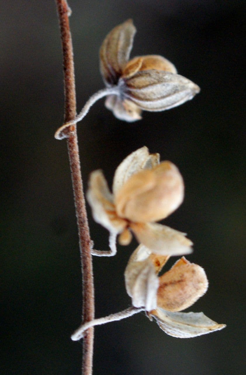 Eliantemo violaceo 2