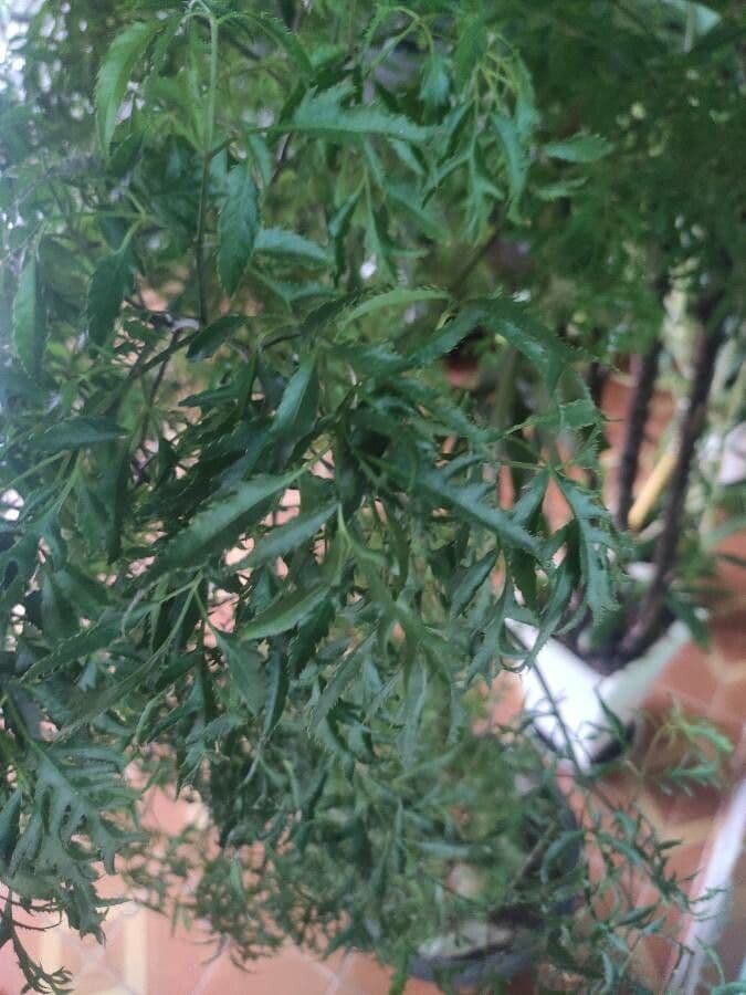 Aralia 9