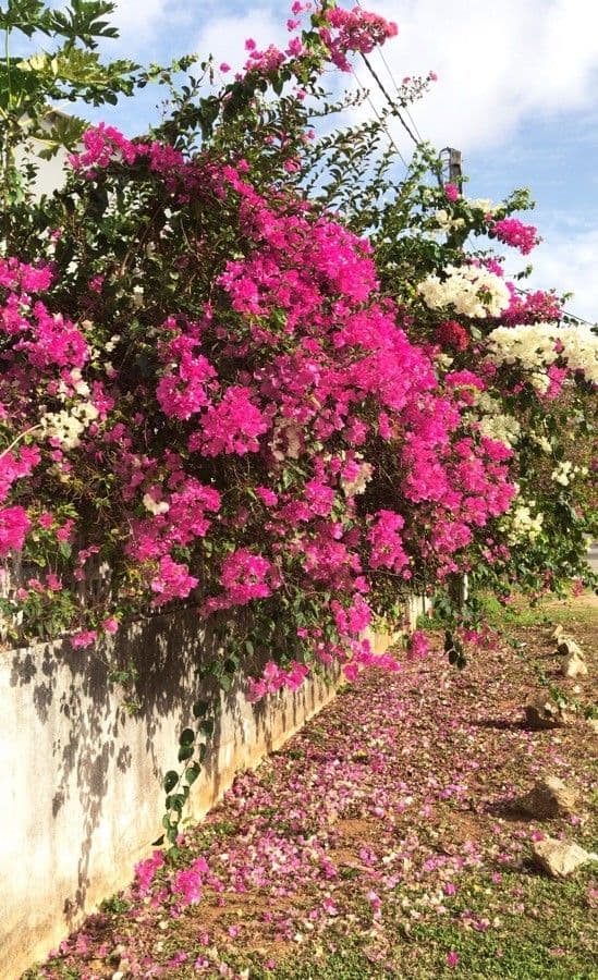 Bugenvilea 13