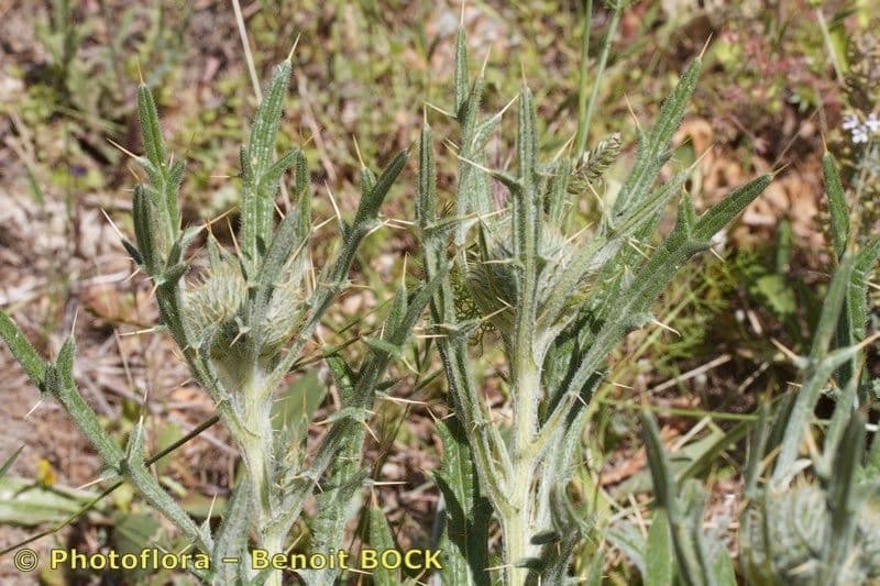 Cirsium 11