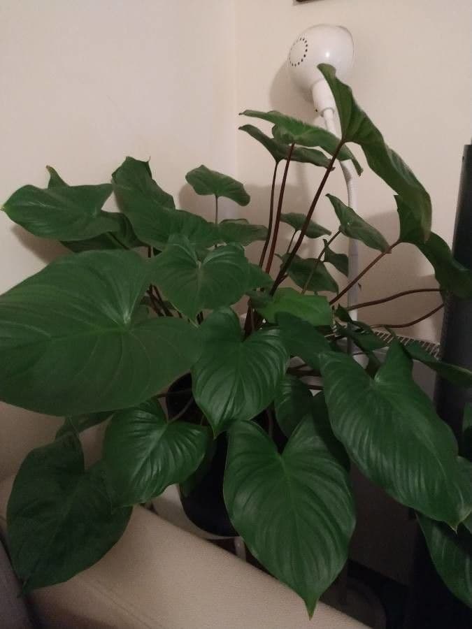 Homalomena 6