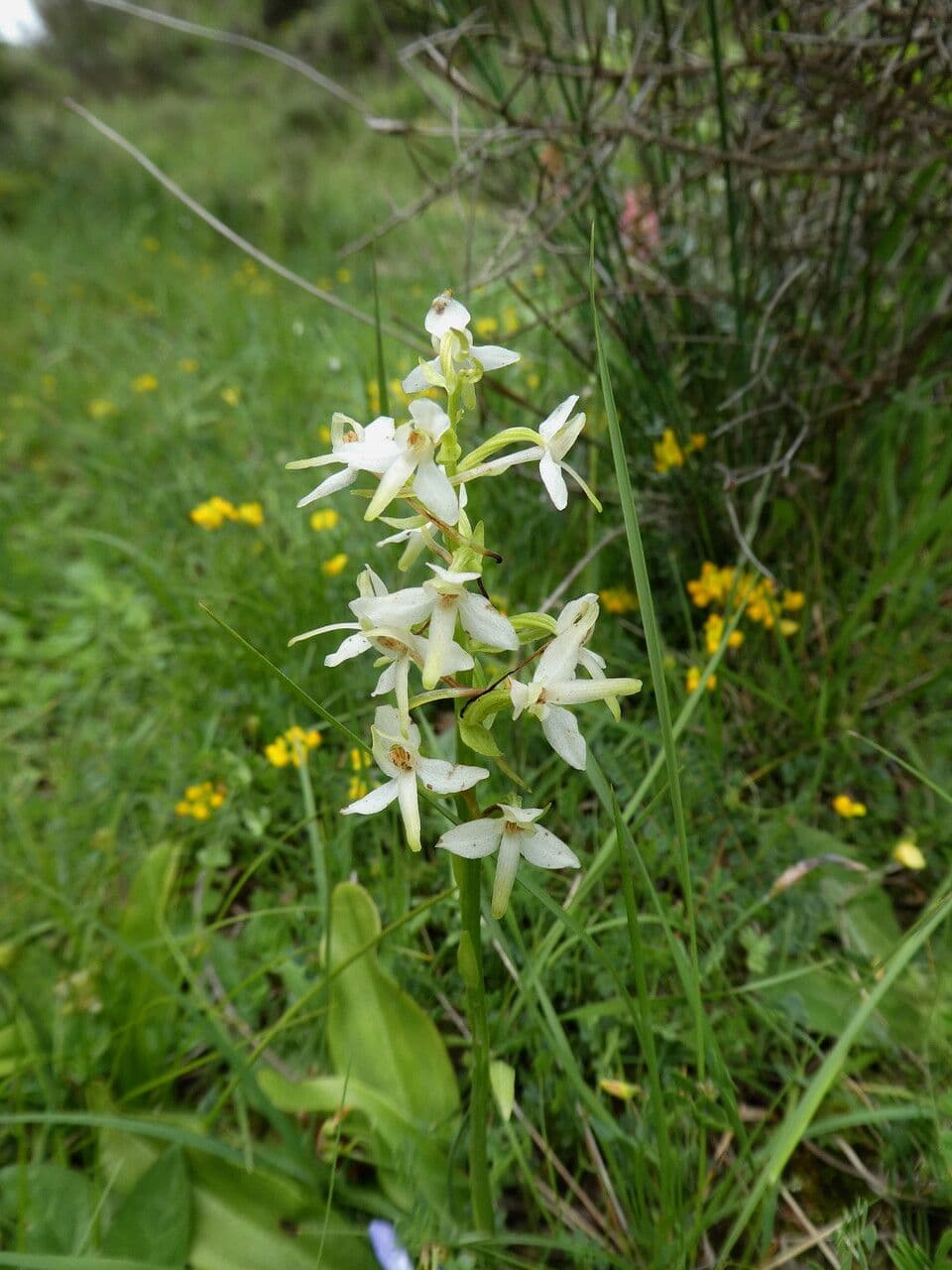 Zweiblättrige Waldhyazinthe 24