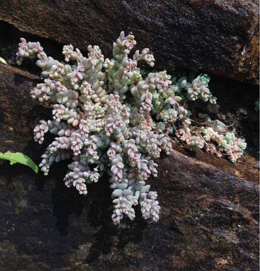 Borracina cinerea 13