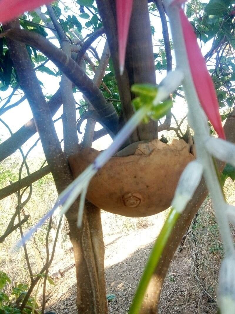 Billbergia 2