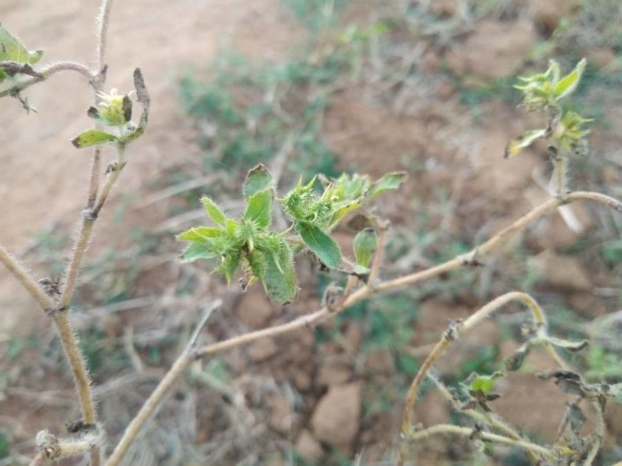 Acanthospermum