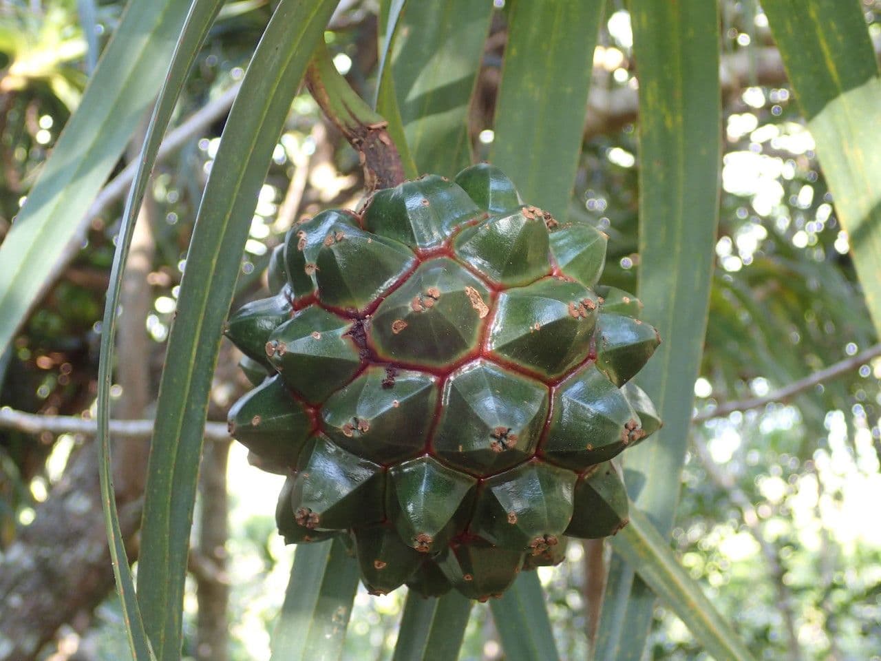 Pandanus 5