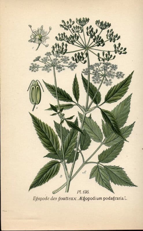 Giersch 29