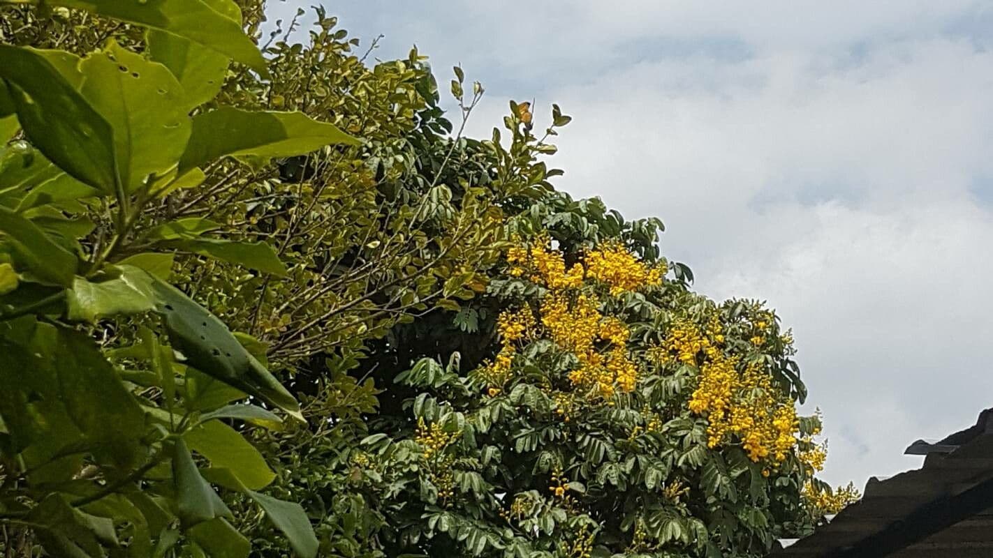 Senna viarum 2