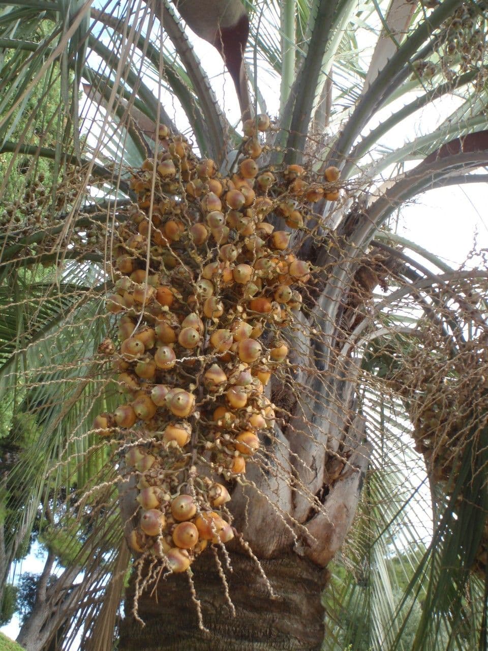 Pindó 3
