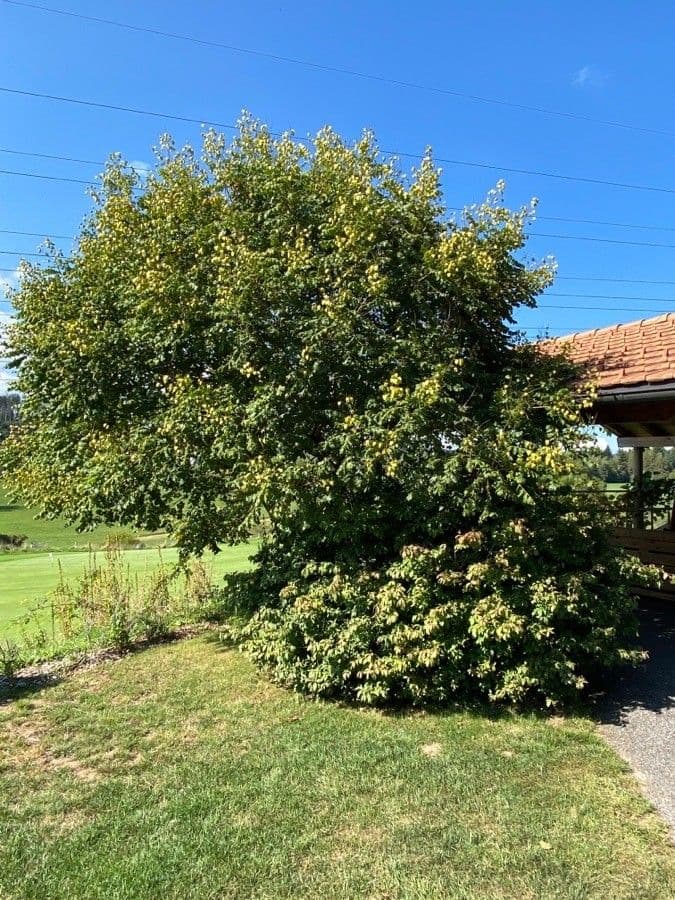 Geldbaum 11