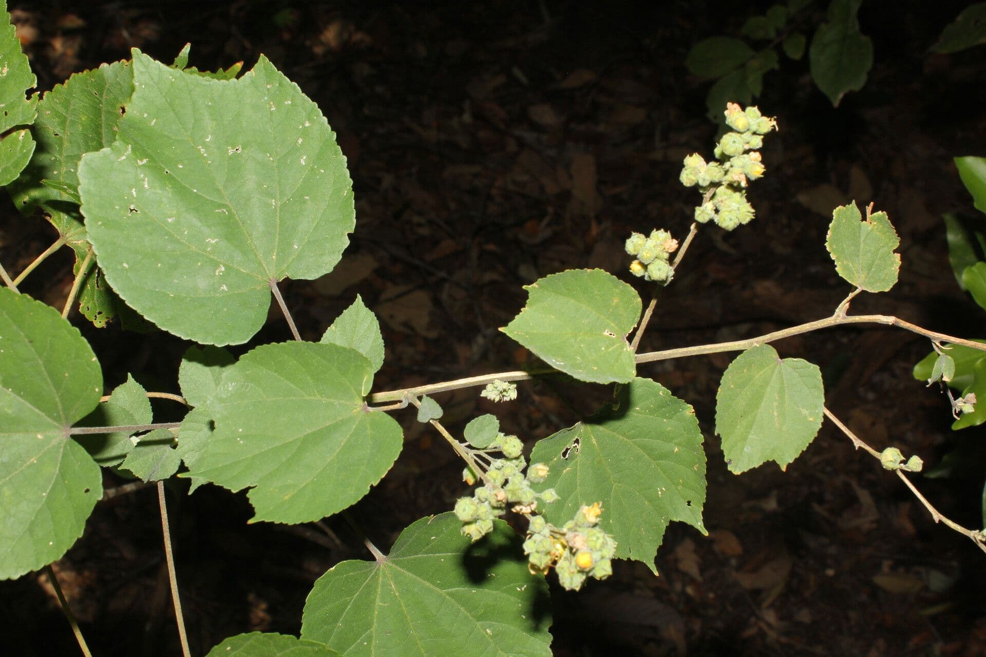 Alosidastrum