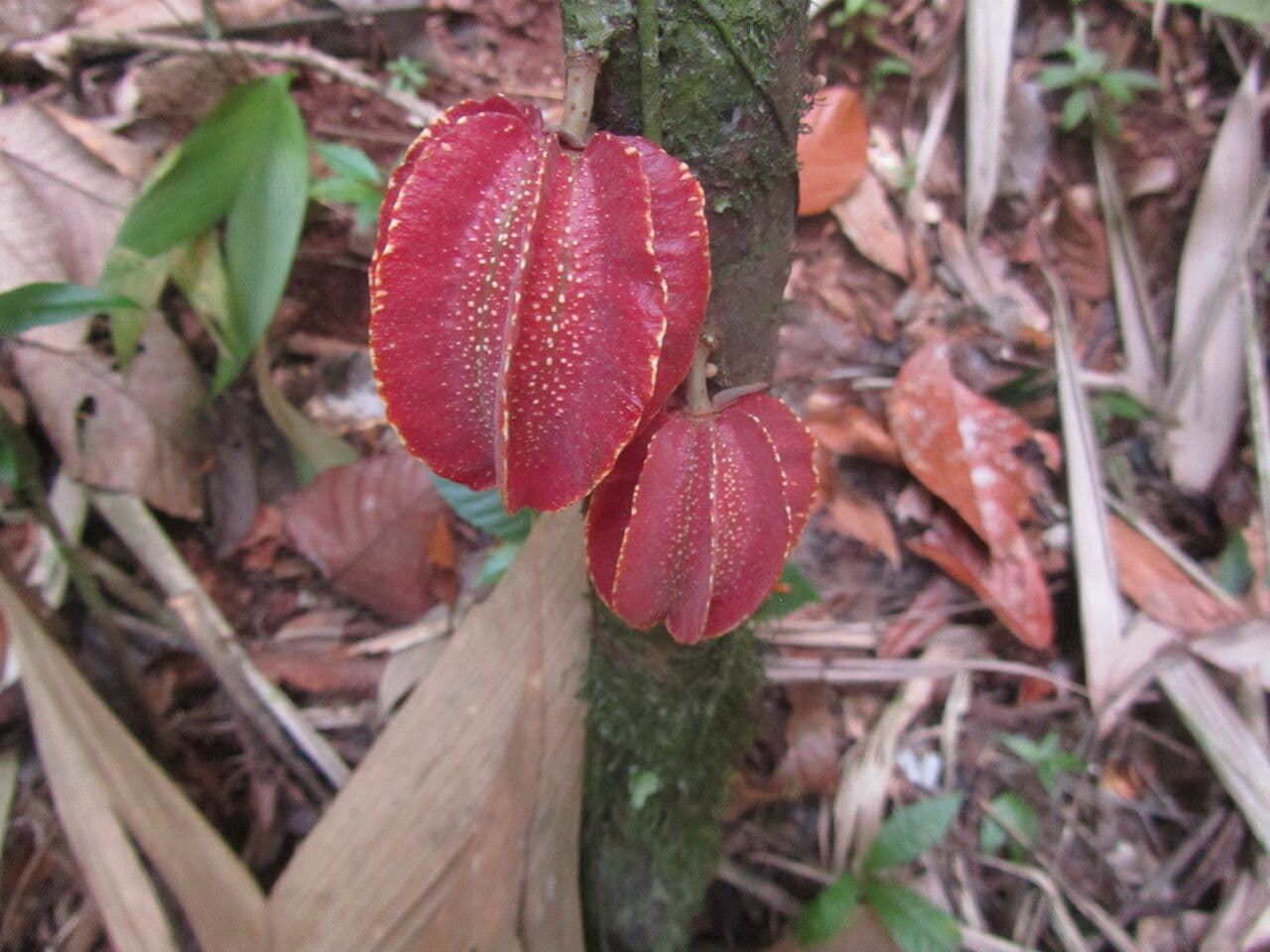 Carpotroche 5