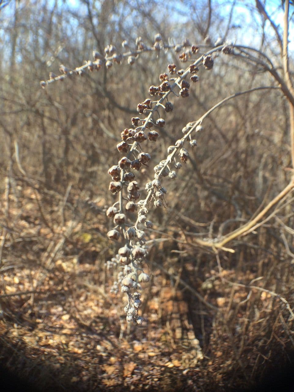 Clethra