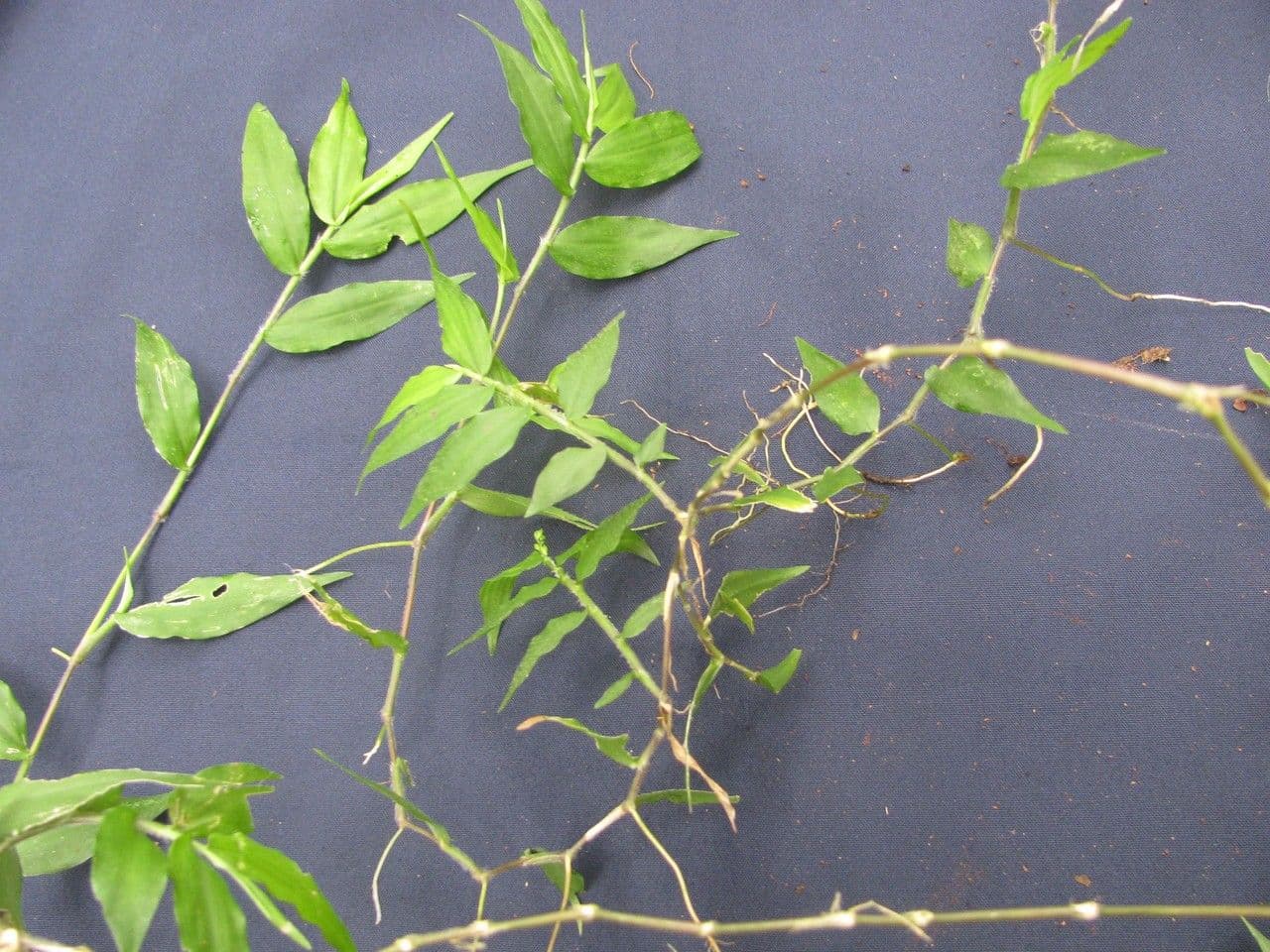 Ichnanthus pallens 10