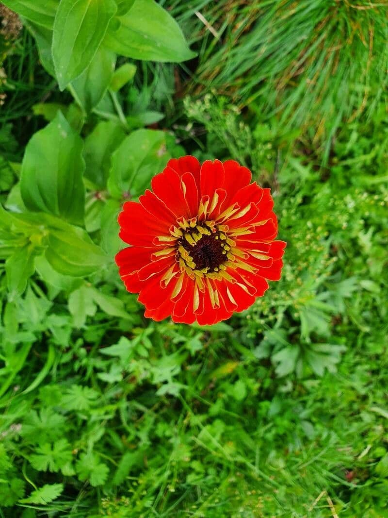Zinnia di Haage 22
