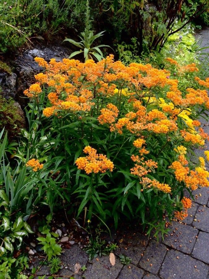 Asclepiade tuberosa 14