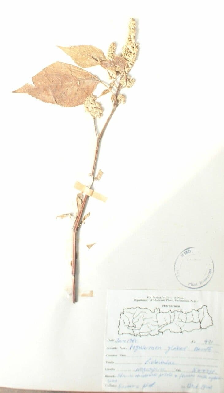 Pogostemon 2