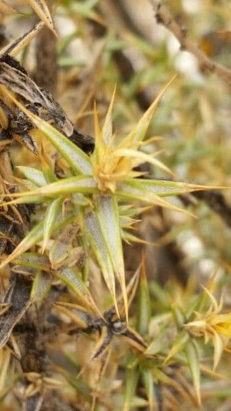 Chuquiraga 8
