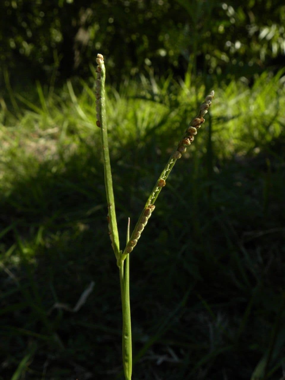 Paspalum scrobiculatum