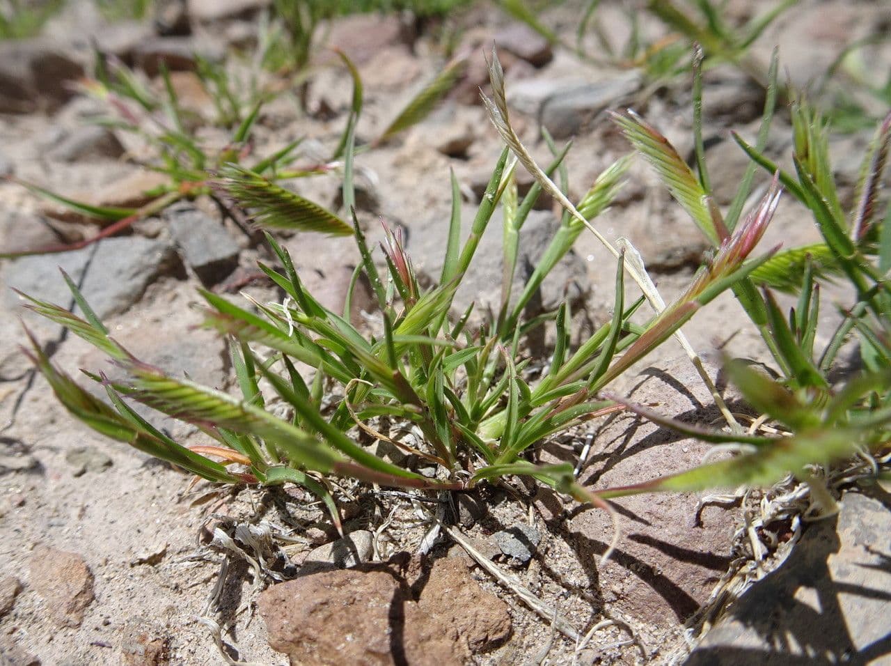 Chondrosum 6
