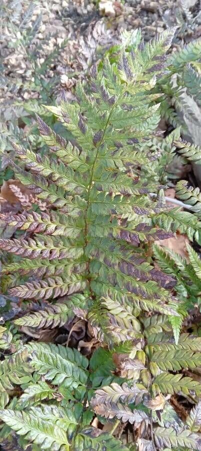 Polystichum 7