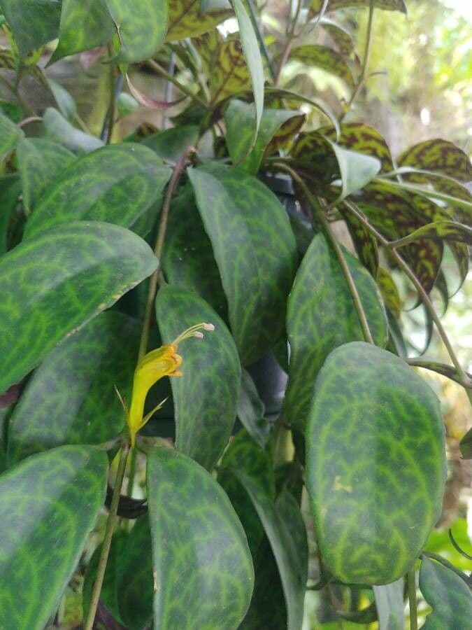 Aeschynanthus 2