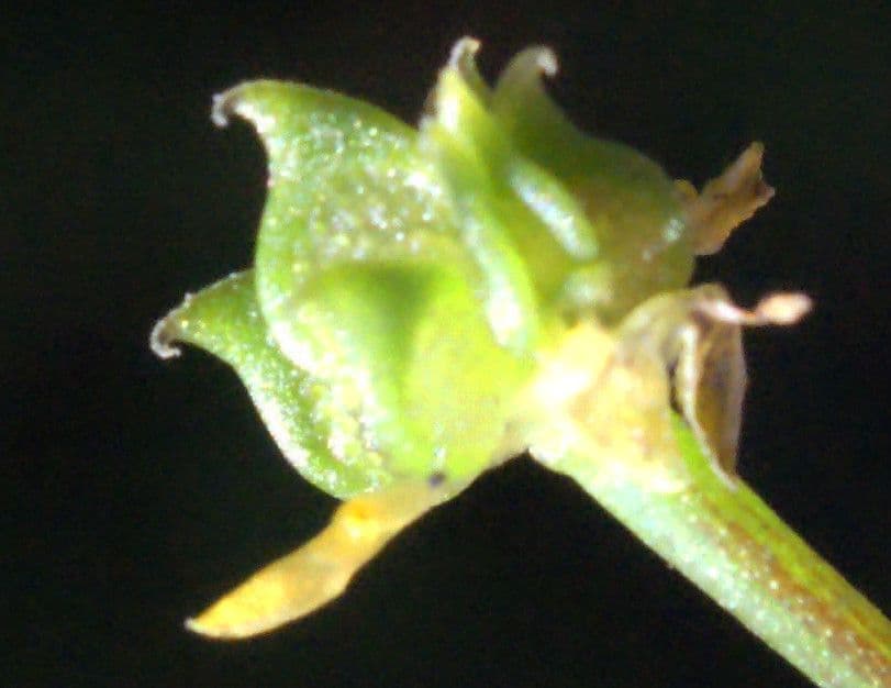 Ranunculus parviflorus 5