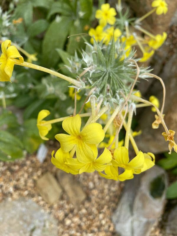 Primula