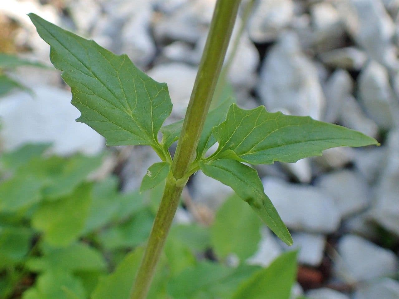 Valeriana trifogliata 23