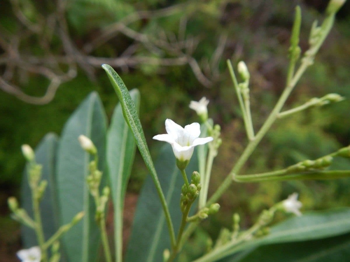 Duboisia 11