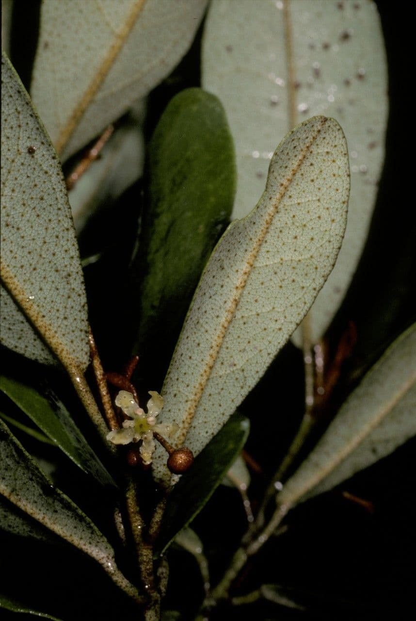 Aextoxicon punctatum 6