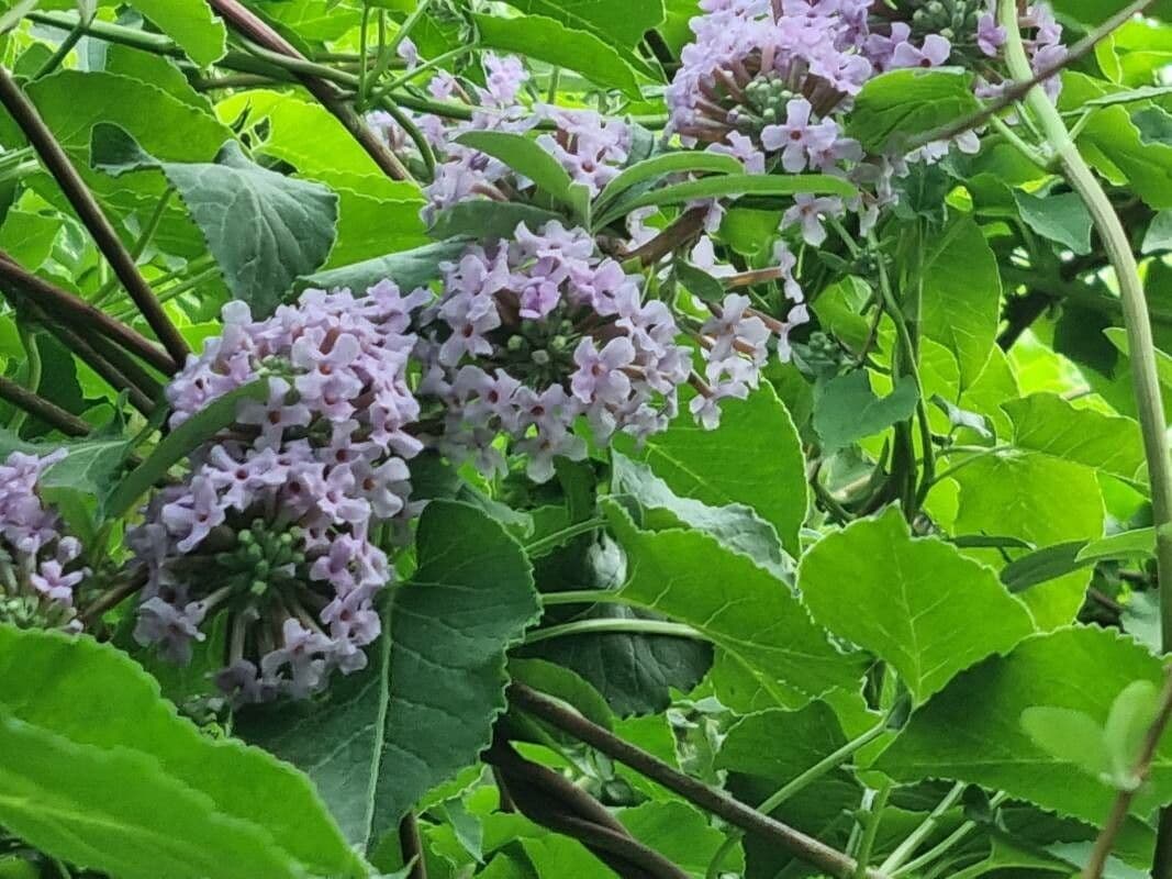 Albero delle farfalle 4
