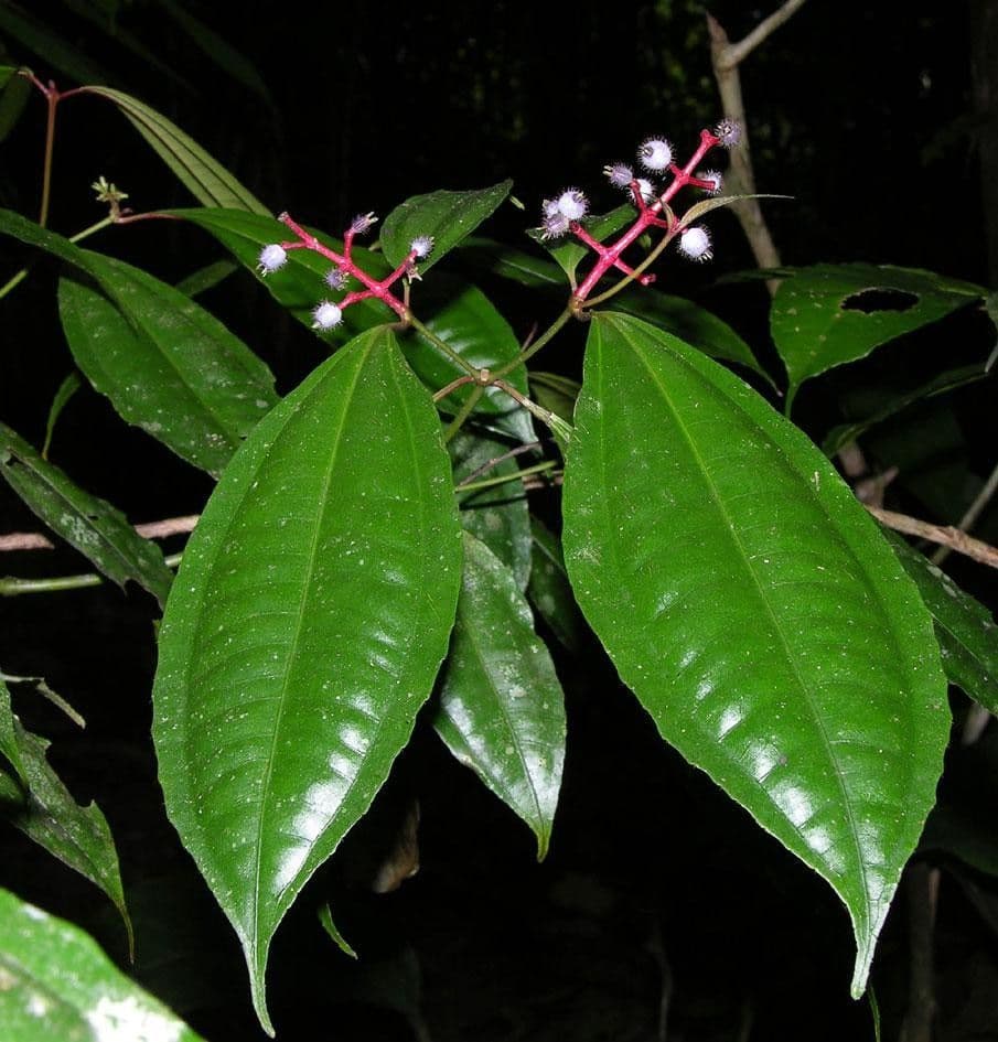 Miconia 20